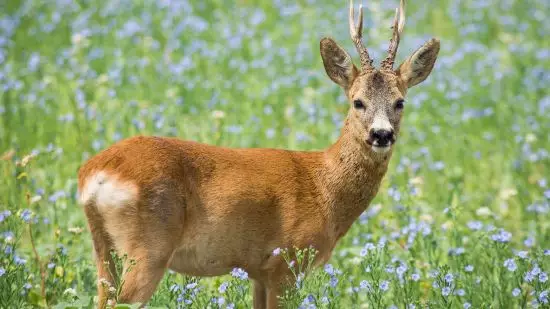 Chef´s Table: Die Jagd ist auf!